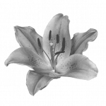 Gray Flower — Astrologer & Psychic in Byron Bay, NSW