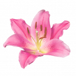 Pink Flower — Astrologer & Psychic in Byron Bay, NSW